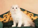 Xavier Scottish Fold male black bicolour ticked - Scottish Fold Kitten For Sale - Miami, FL, US