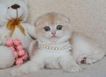 Mila Scottish Fold female blue golden chinchilla - Scottish Fold Kitten For Sale - Miami, FL, US