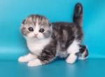 Sia Scottish Fold female black silver tabby bicol - Scottish Fold Kitten For Sale - Miami, FL, US