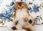 Pushok Scottish Fold male black golden ticked tabb - Scottish Fold Kitten For Sale - Miami, FL, US