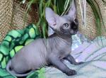 Nirvana Canadian Sphynx female black - Sphynx Kitten For Sale - Miami, FL, US