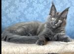 Gerda Maine Coon female blue - Maine Coon Kitten For Sale - Miami, FL, US