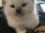 Blue Mitted Female - Ragdoll Kitten For Sale - Hadley, MA, US