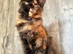 Alisa - Maine Coon Kitten For Sale - Gurnee, IL, US