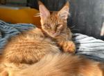 Anfisa - Maine Coon Kitten For Sale - Gurnee, IL, US