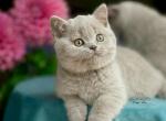 Darvin - British Shorthair Kitten For Sale - Gurnee, IL, US