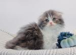 Blue bicolor Highland Fold boy - Scottish Fold Kitten For Sale - Spokane, WA, US