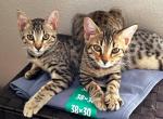 CUTE KITTENS FOR SALE - Bengal Kitten For Sale - Houston, TX, US