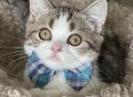 Brown tabby bicolor boy - Scottish Straight Kitten For Sale - Sun City Center, FL, US