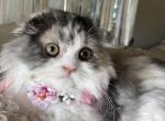 Black silver tortie girl - Scottish Fold Kitten For Sale - 