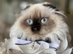 Seal point LH kittens - Scottish Fold Kitten For Sale - Sun City Center, FL, US