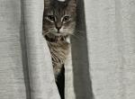 Stormy - Domestic Cat For Adoption - Myrtle Beach, SC, US