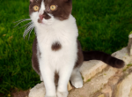 Twix - Munchkin Kitten For Sale - Joplin, MO, US