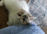 Shorthair Exotic Females - Exotic Kitten For Sale - Mount Marion, NY, US