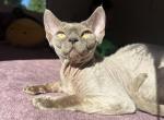 U - Devon Rex Kitten For Sale - 