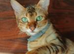 Nana - Bengal Kitten For Sale - Middleport, NY, US