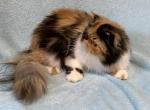 Beautiful Bubbles - Persian Kitten For Sale - Canon City, CO, US