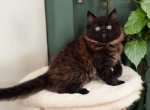 Aries - Persian Kitten For Sale - Joplin, MO, US