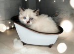 Finn - Munchkin Kitten For Sale - Joplin, MO, US