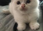 Blue Bicolor female - Ragdoll Kitten For Sale - 