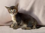 KOFI CARACAT KITTEN - Savannah Kitten For Sale - 