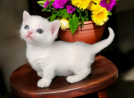 Selene - Munchkin Kitten For Sale - Joplin, MO, US