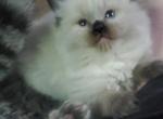 Chocolate lynx and seal ragdoll kittens - Ragdoll Kitten For Sale - Genoa City, WI, US