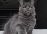 Leonard Polydactyl - Maine Coon Kitten For Sale - Hollywood, FL, US