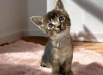 SWEET EVIE - Savannah Kitten For Sale - 