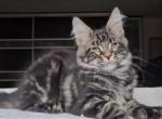 Lukas Polydactyl - Maine Coon Kitten For Sale - Hollywood, FL, US