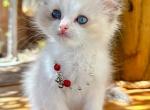 Daisy1 - Ragdoll Kitten For Sale - Las Vegas, NV, US