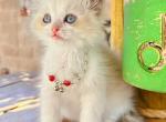 Daisy1 - Ragdoll Kitten For Sale - Las Vegas, NV, US