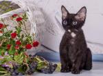 Nuar - Devon Rex Kitten For Sale - Norwalk, CT, US