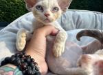 Steve - Devon Rex Kitten For Sale - Norwalk, CT, US