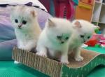 Scottish kittens - Scottish Straight Kitten For Sale - Parkland, FL, US