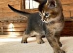 HANDSOME CARACAT ZANE - Savannah Kitten For Sale - NY, US