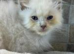 Tica lilac male - Ragdoll Kitten For Sale - Butler, PA, US