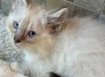 Tica seal lynx mitted male - Ragdoll Kitten For Sale - Butler, PA, US