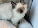 Tica seal mitted female - Ragdoll Kitten For Sale - Butler, PA, US