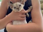 Scott - Devon Rex Kitten For Sale - Norwalk, CT, US