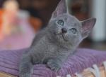 Jagoda - Russian Blue Kitten For Sale - Hollywood, FL, US