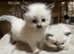 A1 Siamese - Siamese Kitten For Adoption - 