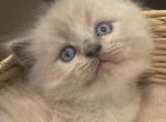 Nermal - Ragdoll Kitten For Sale - Hyde Park, NY, US