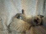 Gray - Balinese Kitten For Sale - Plainfield, IN, US