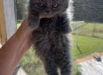 Peppers and Percys Minuets - Minuet Cat For Sale - 