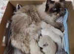 Coming Soon - Ragdoll Kitten For Sale - Shawnee, OK, US