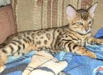 Male Bengal kitten - Bengal Kitten For Sale - 