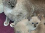 Thea siamese litter - Siamese Kitten For Sale - 