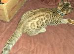 Male Bengal Kitten for sale - Bengal Kitten For Sale - York, PA, US