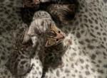 Sarabi bengal litter - Bengal Kitten For Sale - 